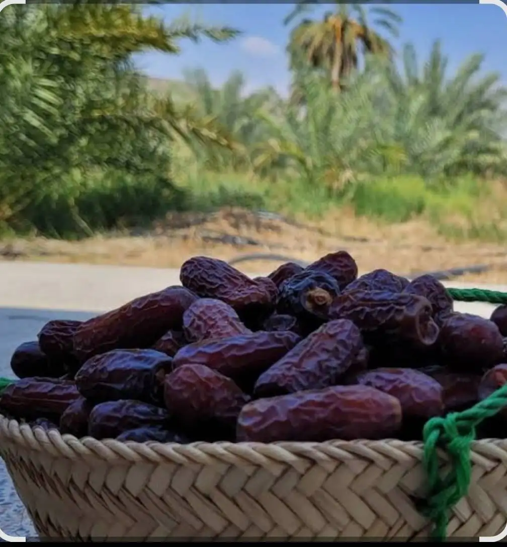 Piarom dates are one of Iran’s most luxurious and high‑quality date varieties. With their semi‑dry texture, naturally sweet flavor, elongated shape, and long shelf life, they are an ideal choice for bulk buyers, importers, and premium food brands in international markets.