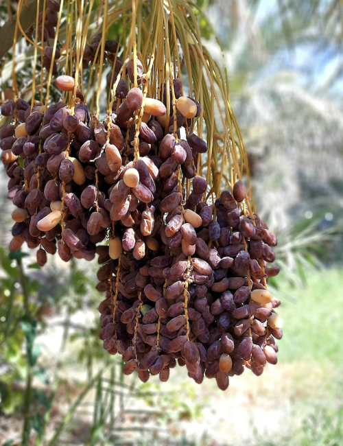 A complete expert guide comparing fresh, semi‑dry, and dry dates for bulk buyers. Learn moisture levels, shelf life, logistics, pricing impact, and which date type is best for wholesale, export, and long‑distance shipping.